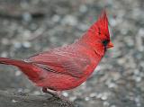 Cardinal On The Ground_24781